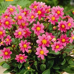 Dahlia Topmix Pink