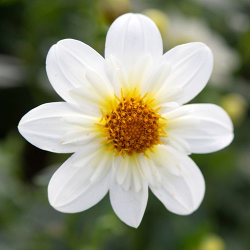Dahlia Topmix White