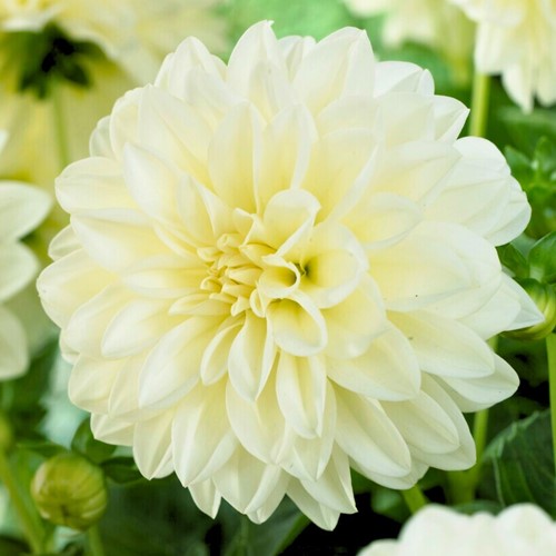 Dahlia White Fleurel - Dahlia Decorative