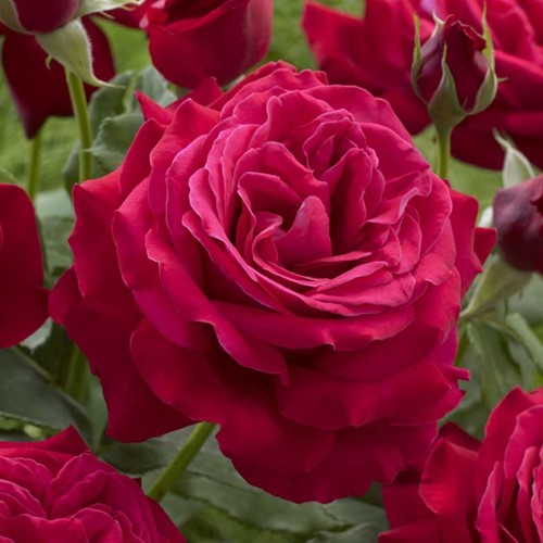 Rose Dame de Coeur Fragrant - Rosa