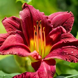Hemerocallis Night Embers - Daylily