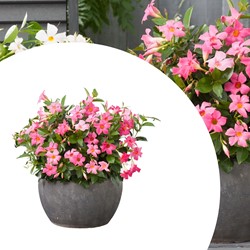 Mandevilla / Dipladenia - Brazilian Jasmine Pink (Container Plant)