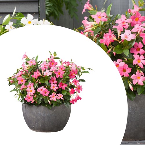 Mandevilla / Dipladenia - Brazilian Jasmine Pink (Container Plant)