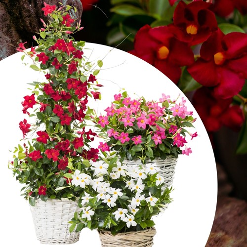 Mandevilla / Dipladenia - Brazilian Jasmine Mix