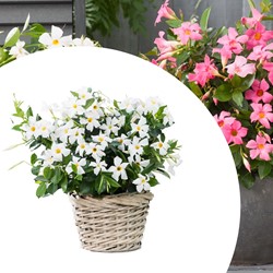 Mandevilla / Dipladenia - Brazilian Jasmine White (Container Plant)