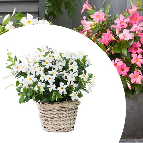 Mandevilla / Dipladenia - Brazilian Jasmine White (Container Plant)