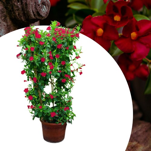 Mandevilla / Dipladenia - Brazilian Jasmine Red (Container Plant)