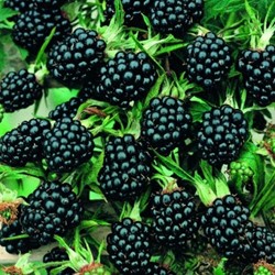 Thornless Blackberry - Rubus ulmifolius