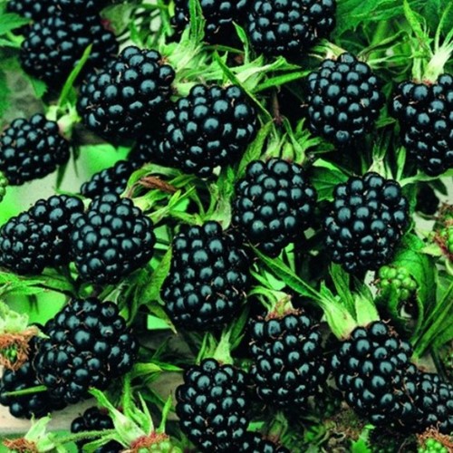 Thornless Blackberry - Rubus ulmifolius