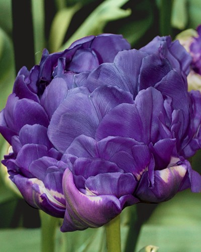 Tulip Double Blue - Tulipa double