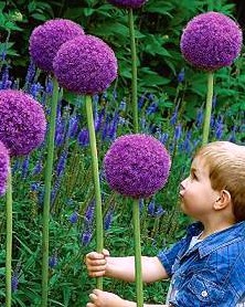 Want to buy Allium Gladiator ? Fast delivery and competitive prices at  Flowerbulbsinc.co.uk
