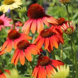 Echinacea Cheyenne Spirit - Coneflower (Pot plant)