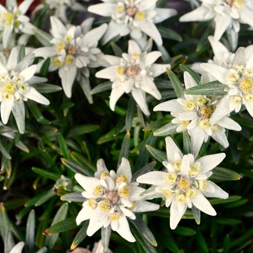 Leontopodium Alpinum - Edelweiss (Six-pack)