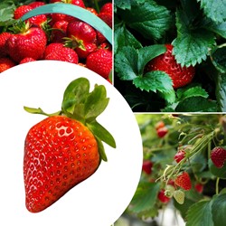 20x Strawberry plants Elsanta – Fragaria