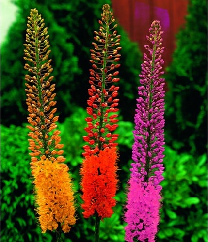 Eremurus Mix - Foxtail Lily