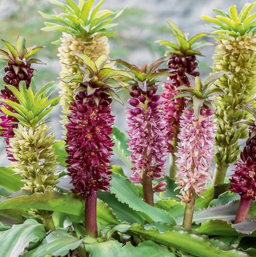 Eucomis Mix - Pineapple Lily