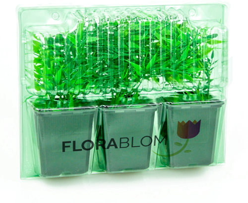 Blister Florablom
