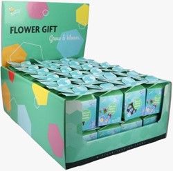 Flower Gift Forget-me-not – Myosotis. Display with 48 gift boxes