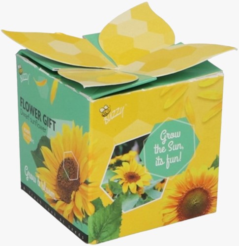 Buzzy Flower Gift Sunflower - Helianthus. 1 gift box-2