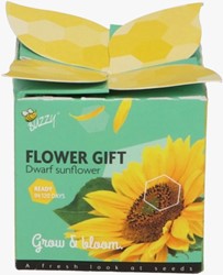 Buzzy Flower Gift Sunflower - Helianthus. 1 gift box