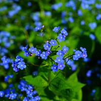 Vergeet-mij-nietjes – Myosotis zaden