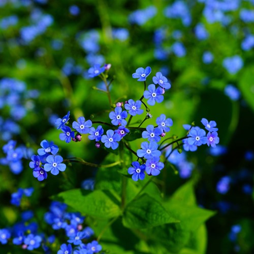 Vergeet-mij-Niet  - Myosotis zakjes persoonlijk bedrukt - 250 stuks-3