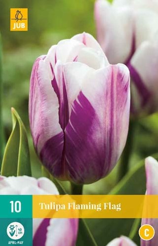 Want to buy Tulip Flaming Flag ? Fast delivery and competitive prices ...