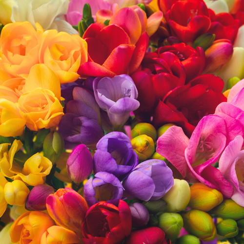 Freesia Double Mix