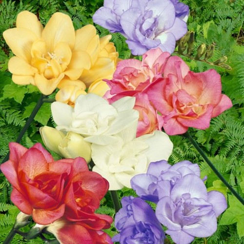Freesia Double Mix