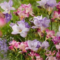 Freesia Pastel Mix