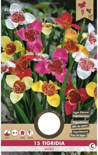 Freesia Tigridia (Tiger flower) Mixed