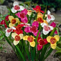Freesia Tigridia (Tiger flower) Mixed