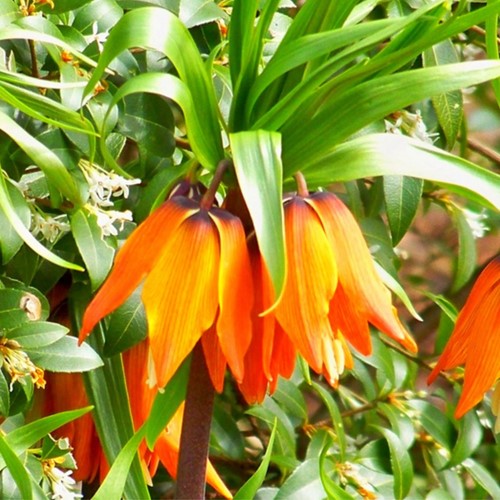 Fritillaria Imperialis Aurora - Crown Imperial