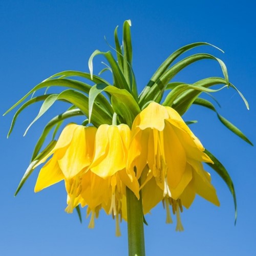 Fritillaria Imperialis Lutea - Crown Imperial