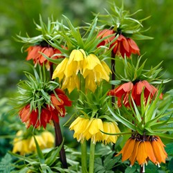 Fritillaria Imperialis Mix