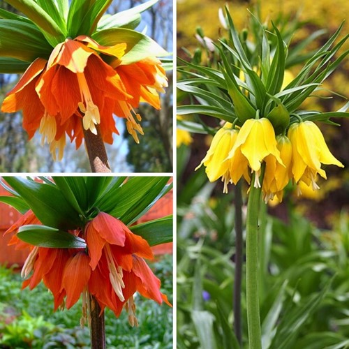 Fritillaria Imperialis Mix