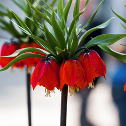 Fritillaria Imperialis Rubra Maxima
