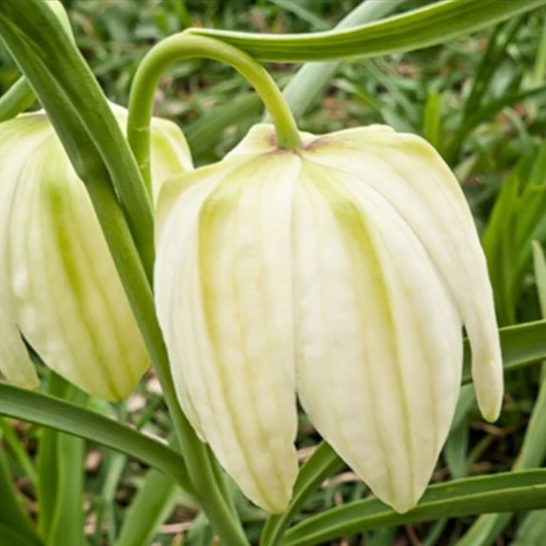 Fritillaria Meleagris Alba - Snake's Head