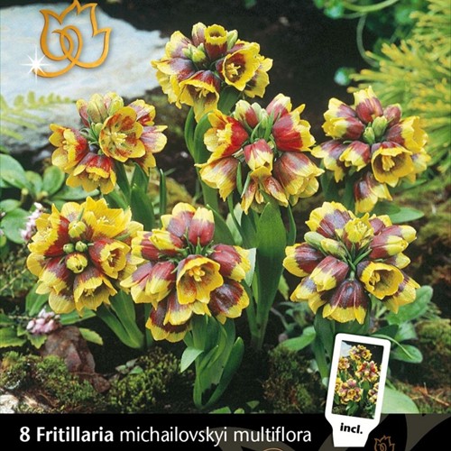 Fritillaria Michailovsky multiflora