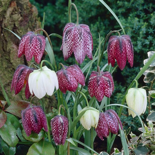Fritillaria Meleagris Mix - Snake's Head