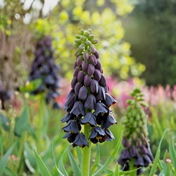 Fritillaria Persica (Large Pack)