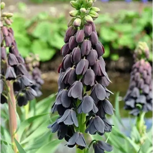 Fritillaria Persica (Large Pack)