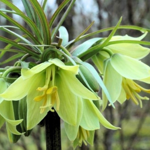 Fritillaria raddeana - Dwarf crown imperial