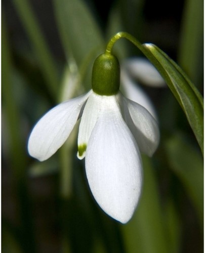 Galanthus Elwesii - Snowdrops