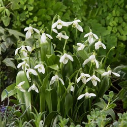 Galanthus woronowii - Green snowdrop (Large Pack)