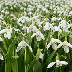 Galanthus woronowii - Green snowdrop (XL-Pack)