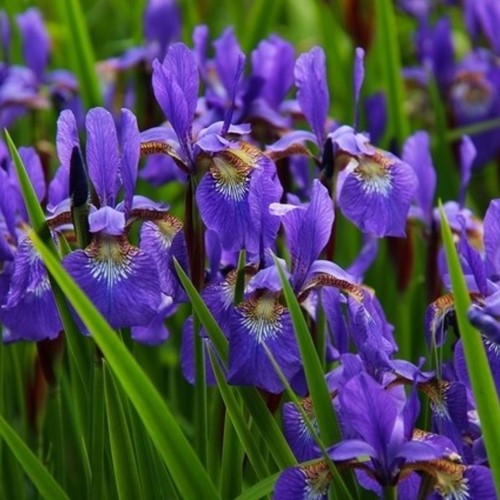 Iris Germanica Alcazar - Bearded Iris (Three-pack)
