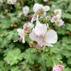 Geranium Cantabrigiense Biokovo - Cranesbill