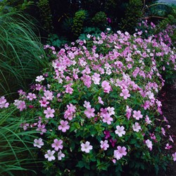 Geranium Endressii – Cranesbill