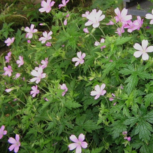 Geranium Endressii – Cranesbill